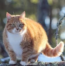 狂龙出渊叶玄完整版