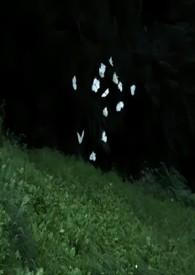 莫晚流年醉倾城免费阅读